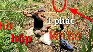 Câu cá lóc bằng vịt đầu mùa mưa #hien cá miền tây