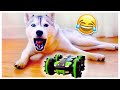 Dog ATTACKS New RC Car! (She Doesn’t Like It!)