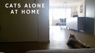 Live:Siberian cats alone at home for nearly 2 hours  Cat camera!