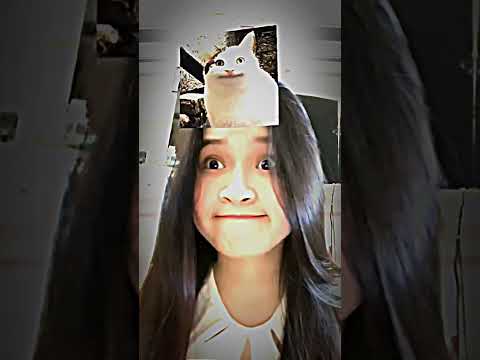 Follow for more face swap kitties! #cat #bestcatvids #funny #cute #pets #funnypetsmoments