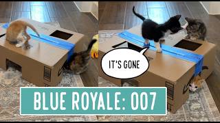 BLUE ROYALE — 007