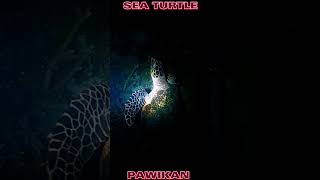 Sea Turtle/Pawikan and Beautiful Sound Under the sea at night