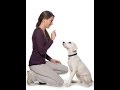 dog training richmond va - german shepherd (alex) wow! best dog training richmond, va dog training richmond va - german shepherd (alex) wow! best dog training richmond, va