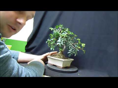 MON SUBSTRAT POUR MES BONSAIS ( PAS D'AKADAMA ) #terreau bonsai#bonsail  soil ( Vidéo 4K ) 