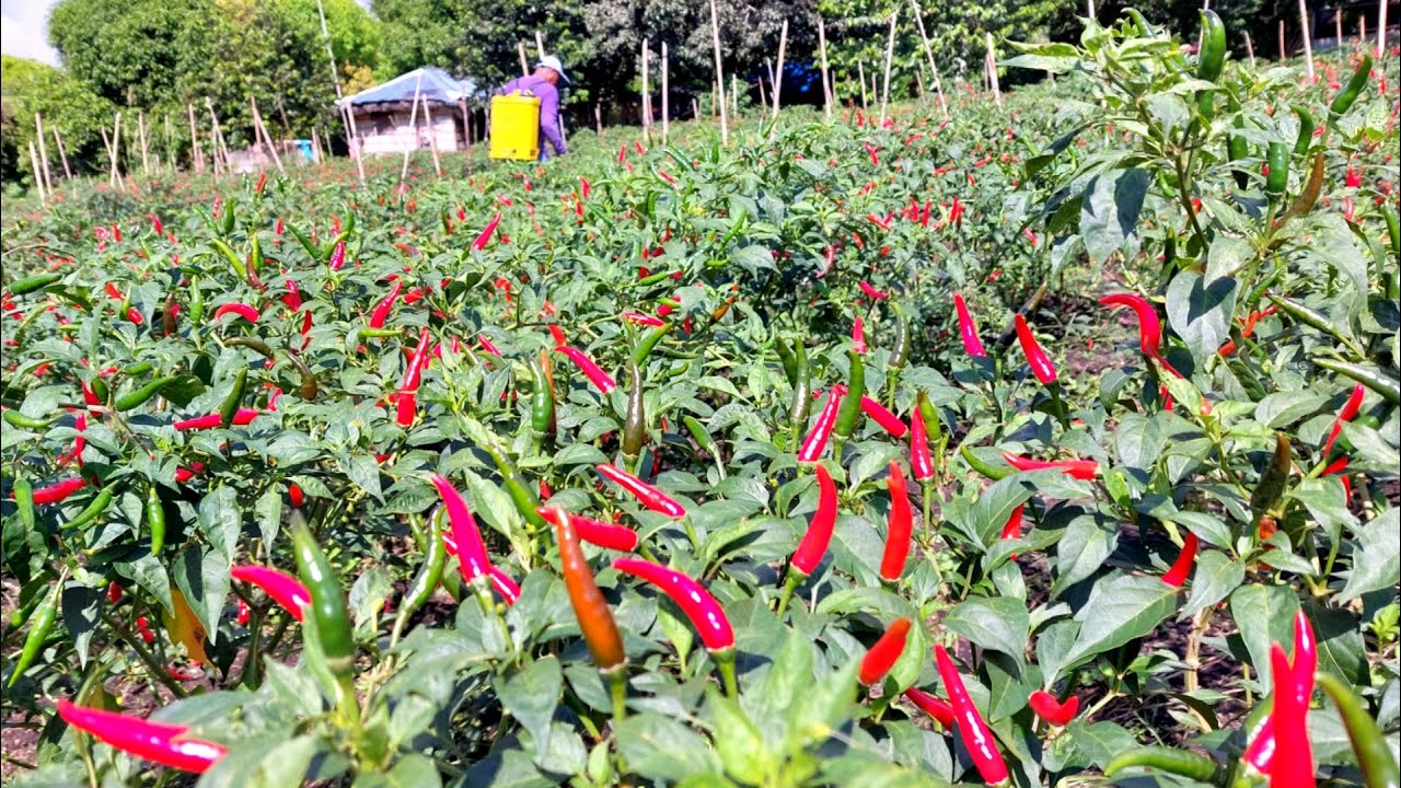 PAGDIDILIG NG ABONO- Mas Matipid at Maganda ang Resulta sa Pananim