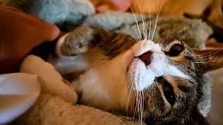 Cat Wakes Up In Her Cozy Blanket