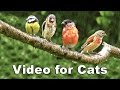 Videos for Cats to Watch - The Rainbirds