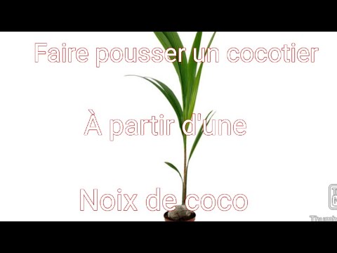 Comment faire pousser un cocotier à partir d&rsquo;une noix de coco ?