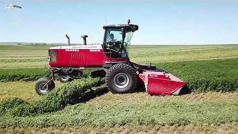 Triple Windrow Attachment | Massey Ferguson WR9980 Windrower | East Raymond Colony