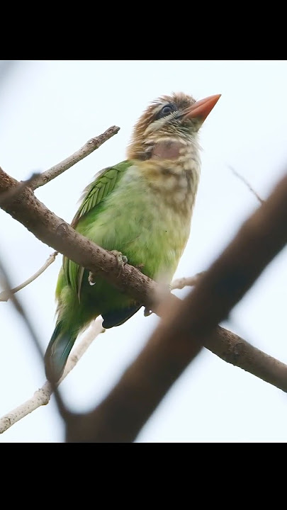 White-cheeked Barbet call #birds #wildlife #nature #animals #wildlifephotography #fujifilm