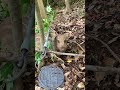 括り罠に掛かったウリ坊🐗　オス　体長49cm 2023/5/22 #有害鳥獣駆除