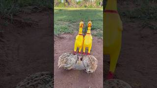 Technique Unique DIY Quick Quail Trap Using Cardboard Box #survival #Outdoors #bushcraft #foryou
