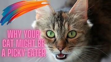 Why Your Cat Might Be a Picky Eater