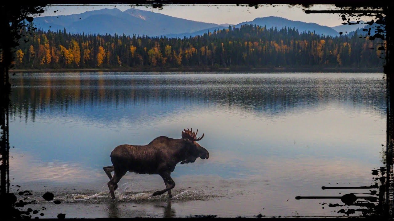 The Last Fiordland Moose | Legend Of The New Zealand Wilderness