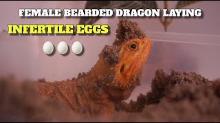 What To Do If Your Female Bearded Dragon Lays Infertile eggs!