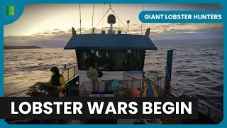 Lobster Wars Down Under  Giant Lobster Hunters  Documentary