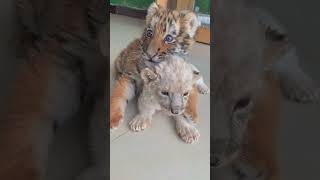 🐯🐯🐯🦁🦁🦁WOW!!! adorable baby  #tigercub #tiger #lioncub #lion #kitten #foryou #fpy #cute #kitty Resimi