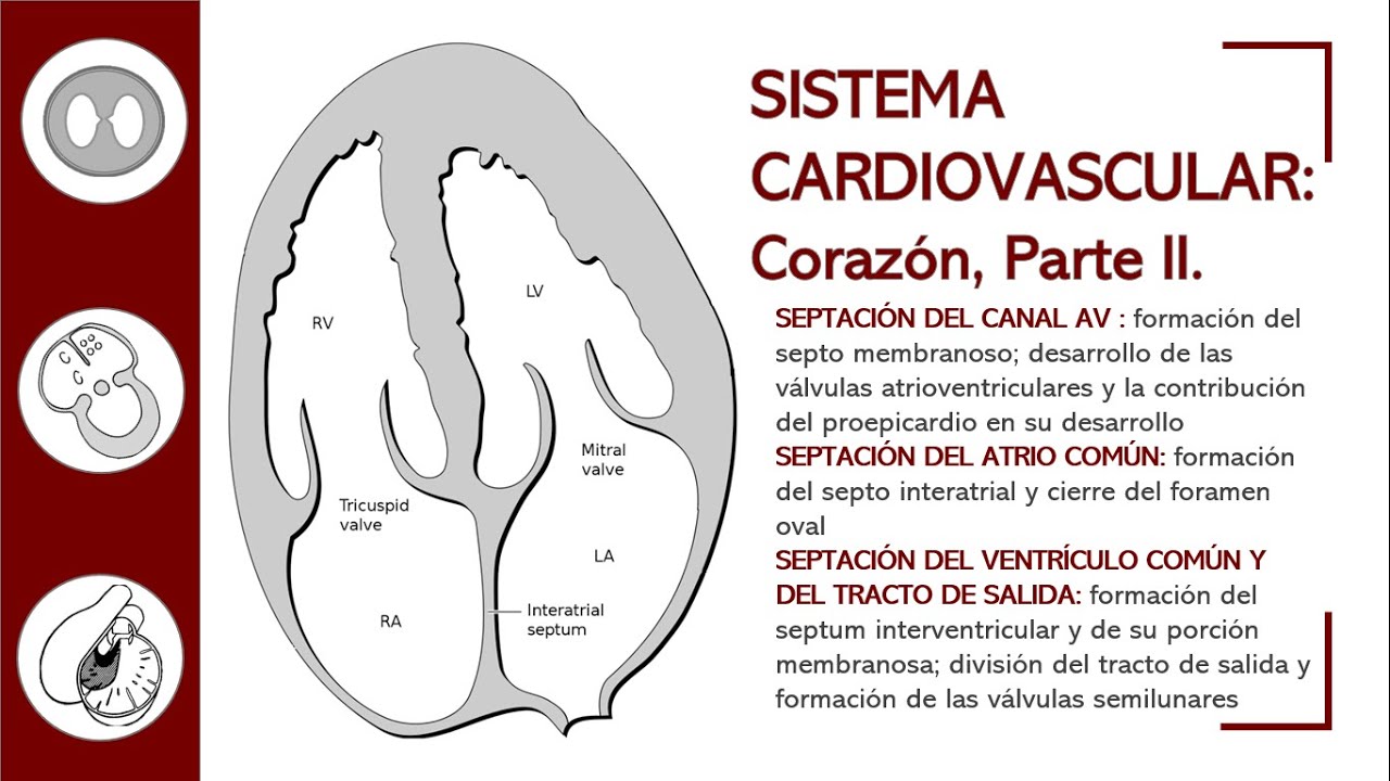 CORAZÓN, PARTE II - ANATOMÍA AL DETALLE: TABICACIÓN DEL CORAZÓN Y ...