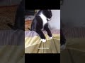 Смешные коты ч.17