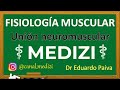 Clase 8 Fisiología - Transmisión neuromuscular (Placa Motora)