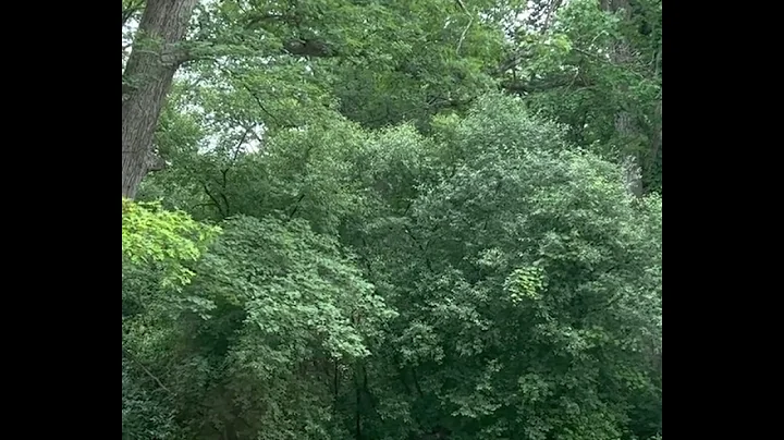 Fox and squirrel 6/11/2022