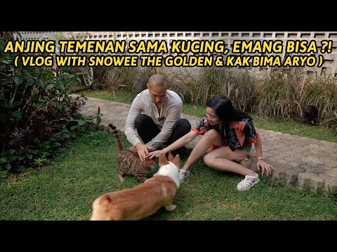 ANJING TEMENAN SAMA KUCING, EMANG BISA ?! ( VLOG WITH SNOWEE THE GOLDEN & KAK BIMA ARYO )