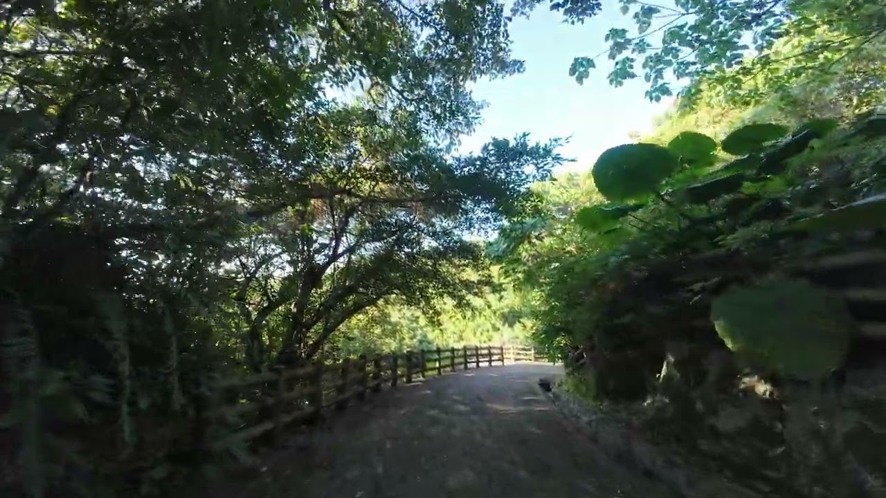 本日の末吉公園 空と森
