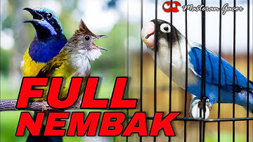MASTERAN FULL TEMBAKAN CUCAK JENGGOT-LOVEBIRD-CUCAK CUNGKOK GACOR KONSLET COCOK BUAT MURAI BATU