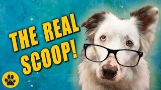 Things You Should Know about Border Collies - Part 3 by The Dog Vlog 3,404 views 2 years ago 22 minutes