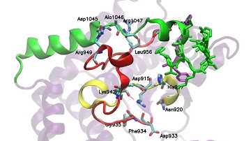 MD simulation of the PI3Ka protein in its Mutant H1047R form.