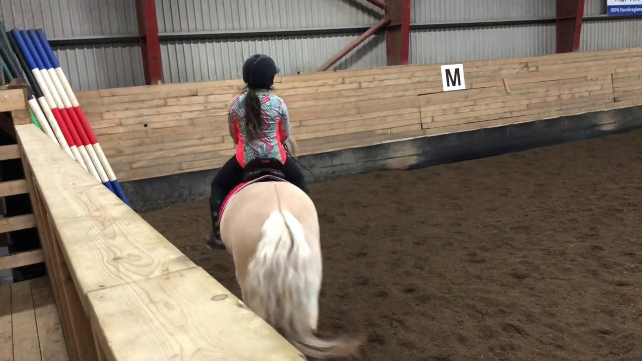 Trening med Cecilie Schilbred // Anisha og Pilgrim 10.02.19 - YouTube