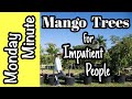 Monday minute mango trees for impatient people