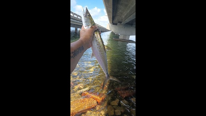 Fishing Tampa Bay St Petersburg - Gandy Bridge Weedon Island Pier (With  Artificial Lures) 
