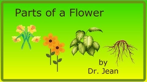Thumbnail of Parts of a Flower by Dr. Jean