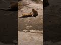 Cats Funny Fighting 😆 | Nature Life