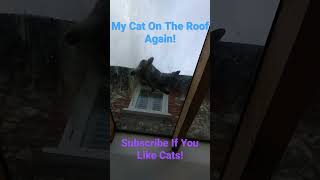 My Cat On The Roof Again! #shorts #video #short #viral #cat