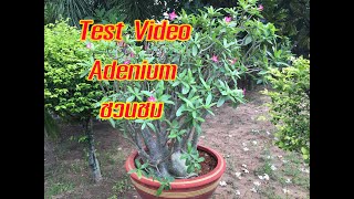 Test  Video ชวนชม Adenium Obesum ( Desert Rose ) Hoa sứ thái 养徒的沙漠玫瑰
