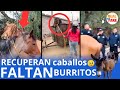 Burrolandia recupera dos caballos pero faltan dos burros que le robaron en Otumba #mexico #noticias