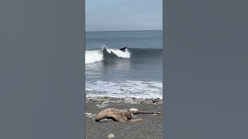 Thumbnail of Epic PNW Point Break #surfing #surf #waves #outdoors #travel #adventure #surfers #pnw #gopro