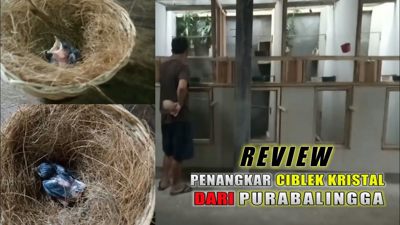 REVIEW || kandang ternak CIBLEK KRISTAL dari PURBALINGGA