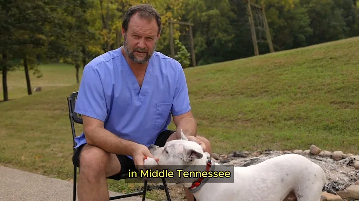 DIY Dog Ear Care, Easy Solution for Itchy Issues - Marc Smith, DVM, MS