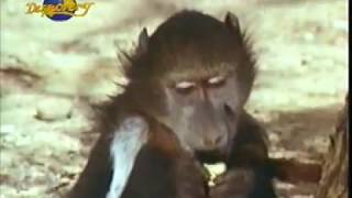 Monkey catching to find water by kalahari man by latest news 411