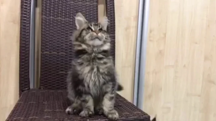 Maine coon Kassel
