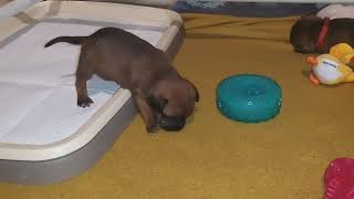 52Ème Vidéo Ulko De Staffordland Chiot N6 Mâle De La 54Ème Portée