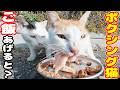空腹のボクシング猫にご飯をあげると・・・ さくらねこたちへのエサやり【視聴だけでも猫たちを助けることになります】支援者様 視聴者様 猫たちに神のご加護を！野良猫の感動猫動画