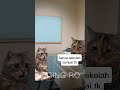 ayo silahkan hubungi akun tiktok : @worksbyra dan akun telegram: @userkamado #catmeme #shorts