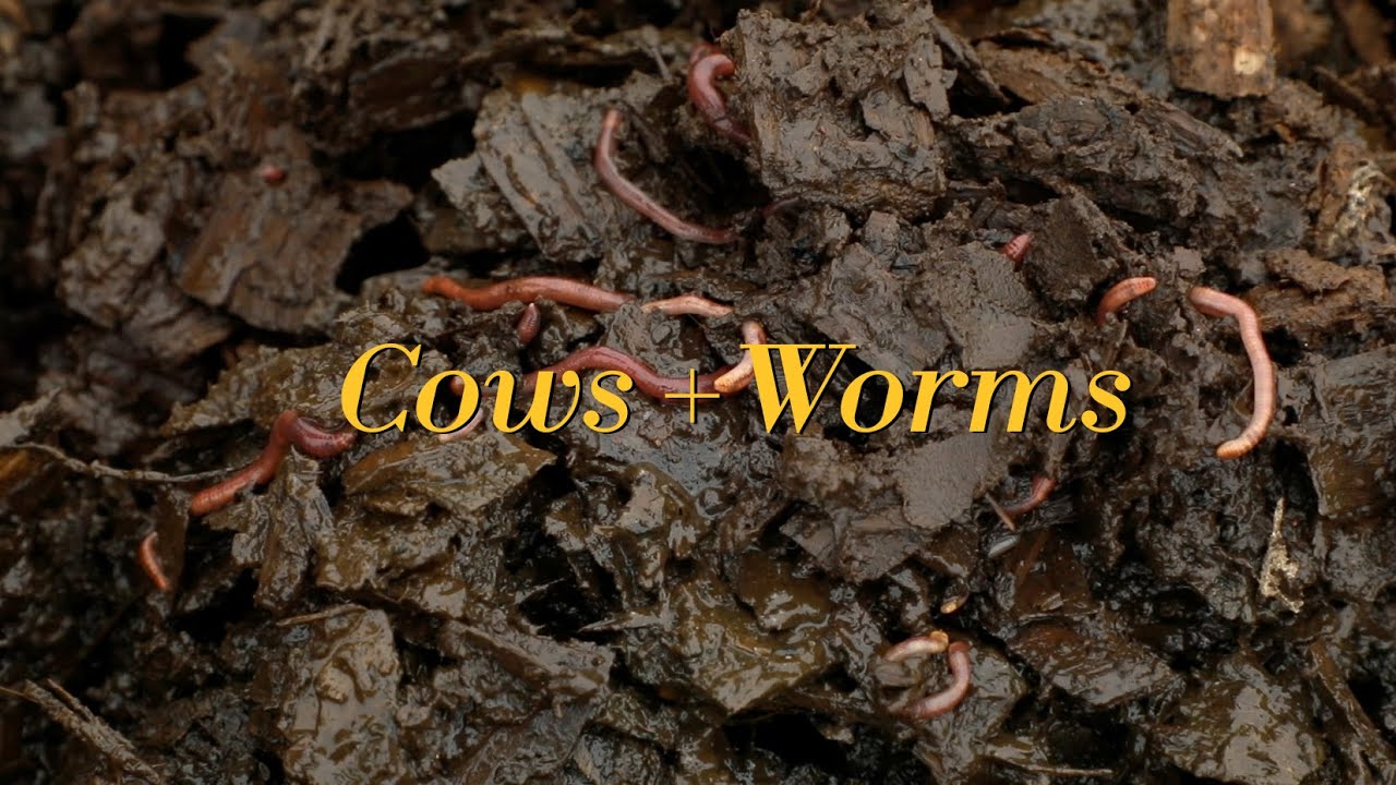 Cows + Worms YouTube