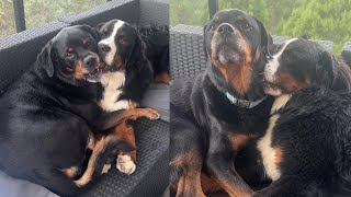 From Heartbreak to Best Buddies: Dog Healed by New Friend in 1 Week!