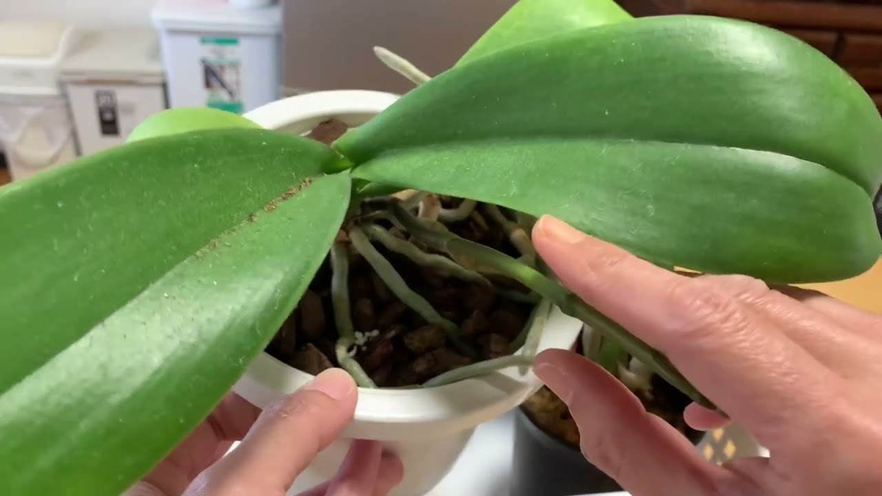 胡蝶蘭の花芽ができてから花が咲くまでの記録📸