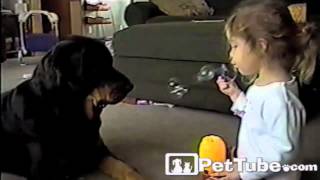 Bubbly Toddler and Her Rotty PetTube